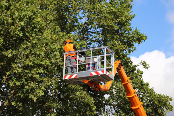 Best Tree Disease Treatment  in Fort Dick, CA